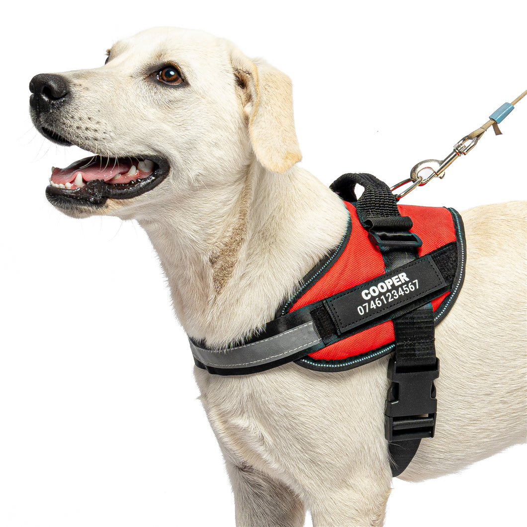 Personalised No Pull Dog Harness UK- No More Lost Dog Worries